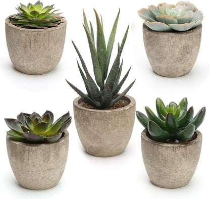 Coitak Artificial Succulent Plants Potted, Assorted Decorative Faux Succulent Potted Fake Cactus Cacti Plants with Pots, Set of 5